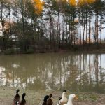 ducks lake